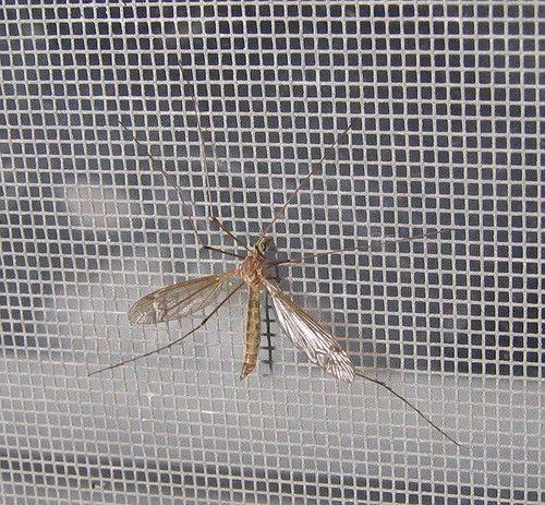 Szúnyogháló szúnyogok ellen
